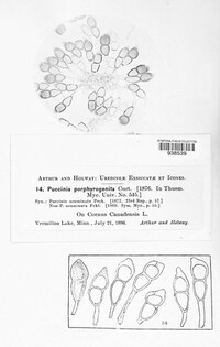 Puccinia porphyrogenita image